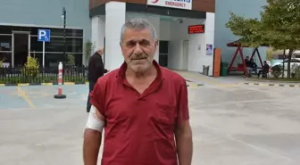Kestane Toplayan Çiftçi Ayıdan Kaçarken Yaralandı