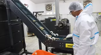 Muğla'da Sokak Hayvanları İçin Mama Üretim Tesisi Kuruldu