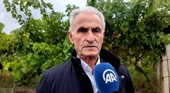 Pamukova'da Üzüm Üreticileri Hırsızlığa Karşı Nöbet Tutuyor
