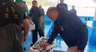 Samsun'da Hamsi Avcılığında Kota ve Üretim Planlaması Uygulamaları Başladı