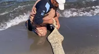 Samsun'da Kaçak Kum Şırlanı Operasyonu: 1 Ton Ele Geçirildi
