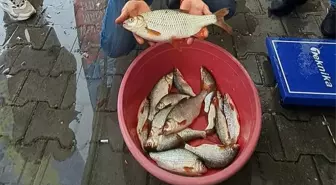 Sapanca'da Kızılkanat Balığı Tutma Yarışması Düzenlendi