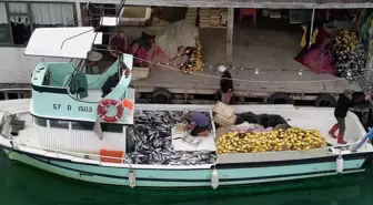 Sinoplu Balıkçı 1000 Palamutla Kıyıya Döndü