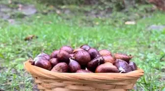 Sinop'ta Kestane Sezonu Başladı: Geleneği Yaşatıyorlar