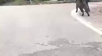 Zonguldak'ta Yaşlı Adam Domuzdan Son Anda Kurtuldu