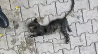 Gemlik'te Ayakları Bağlı Ölü Yavru Kedi Bulundu