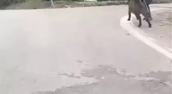 Domuzun Kovaladığı Kişi Son Anda Kurtuldu