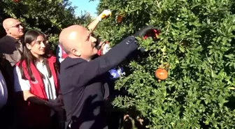 Adıyaman'da Nar Hasadı Başladı, İhracat Kapıları Açılıyor