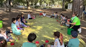 Antalya'da Minik Öğrenciler Zeytin Hasadı Yapıyor