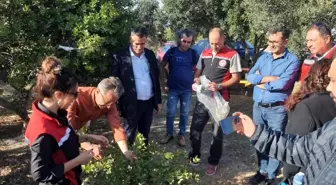 Aydın'da Sakız Ağacı Üretimi İçin Teknik Gezi Düzenlendi