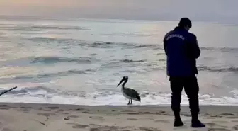 Yönünü Şaşıran Pelikan Bartın Sahiline İndi
