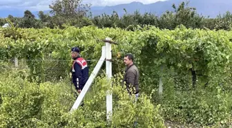 Pamukova'da Üzüm Üreticileri Hırsızlığa Karşı Nöbet Tutuyor