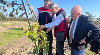 Tekirdağ İl Tarım Müdürü Ceviz Bahçesini Ziyaret Etti