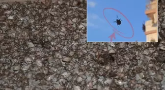 'Dünyanın sonunu getirecek böcek' İstanbul'da görüldü