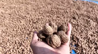 Karaağaç'ta Ceviz Hasadı Başladı, Kuraklık Rekolteyi Düşürdü