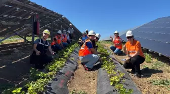 Enerjisa Üretim, Agrivoltaik Tarım ile 5 Ton Hasat Elde Etti