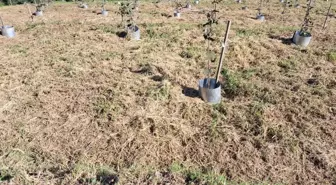Fındık Üretiminde Verimlilik Artışı: Çakıldak Fındık Çeşidi Klon Seçimi Devam Ediyor