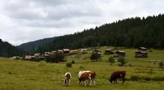 Kastamonu Yaylaları, Hayvancılıkla Geçim Sağlayanların Umudu