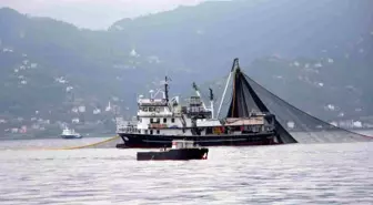 Karadeniz'de Hamsi Stokları Tehlike Altında