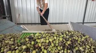 Nihan Işık Yücel, Zeytin ve Zeytinyağı Tesisi Kurdu