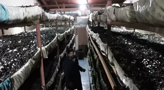 Kadın Girişimci Mantar Üretiminde Başarıya Koşuyor
