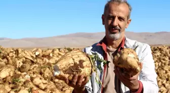 Kahramanmaraş'ta Şeker Pancarı Söküm İşlemleri Başladı