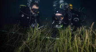 Marmara'da deniz çayırlarının genel durumunun iyi olduğu gözlendi