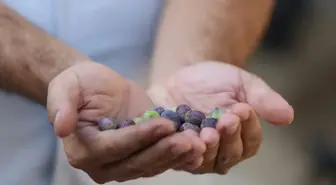 Payas'taki 1358 Yaşındaki Anıt Zeytin Ağacı Zeytin Veriyor