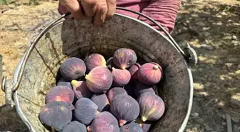 Antalya'da Bursa Siyah İnciri Hasadı Hava Şartları Nedeniyle Gecikti