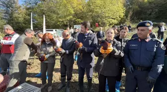 Bartın'da İstilacı Kahverengi Kokarca ile Mücadele İçin 250 Sülün Doğaya Salındı