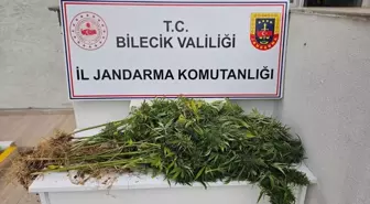 Bilecik'te Hint Keneviri Yetiştiren Şüpheli Gözaltına Alındı