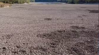 Böylesi ilk defa görülüyor! Göl ikiye bölündü