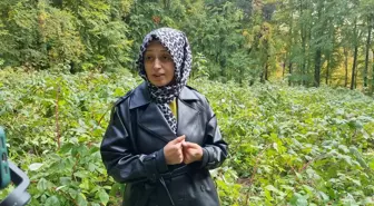 Ayılar İlk Hasatta Ahududuları Yedi