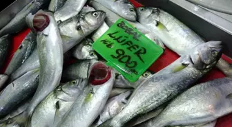 Bu Yıl Lüfer Bolluğu Yaşanıyor