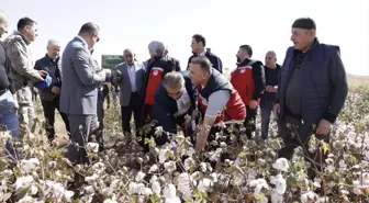 Diyarbakır Bismil'de Pamuk Hasadı Başladı