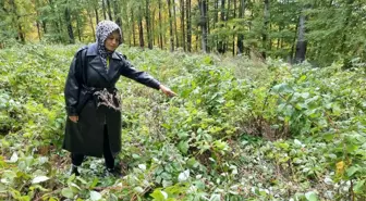 Kütahya'da Ayıların Talan Ettiği Ahududu Bahçesi Genç Girişimcinin Hayalini Yıktı