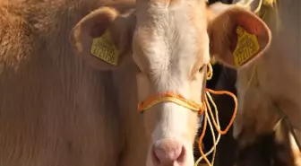 Gıda Güvencesi ve Hayvansal Gıda İhtiyacı Üzerine Uyarılar