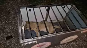 Bartın'da Sürücü Yaralı Tilkiye Sahip Çıktı