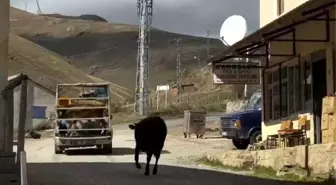 İneklerin Duygusal Ayrılığı Taşköprü Yaylası'nda Viral Oldu