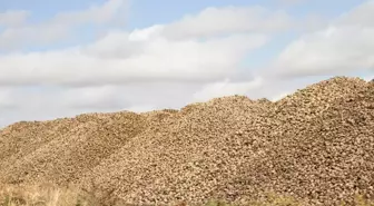 Muş'un Malazgirt İlçesinde Şeker Pancarı Alımı Devam Ediyor