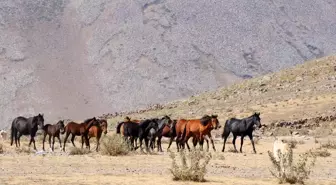 Erciyes'te Yılkı Atlarının Özgür Yaşam Mücadelesi