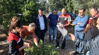 Sakız Ağacı Üretiminin Yaygınlaştırılması Projesi Kapsamında Teknik Gezi Düzenlendi