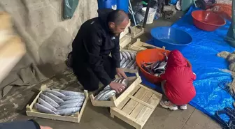 Sinop'un Türkeli İlçesinde Palamut Bolluğu