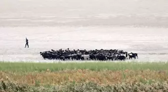 Eğirdir Gölü'nde Su Seviyesi Düşüyor, Doğa Felaketi Baş Gösterdi