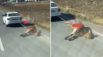 Ölü ineği aracına bağlayıp kilometrelerce sürükledi