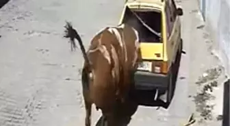 Boğa Kasabayı Sarmaladı, Park Halindeki Otomobile Zarar Verdi
