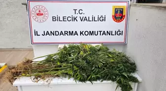 Bilecik'te Yasa Dışı Kenevir Ekimine Geçit Yok