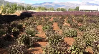 Munzur Üniversitesi'nde Reyhan Yetiştiriciliği ile Arıların Bal Üretimi Artıyor