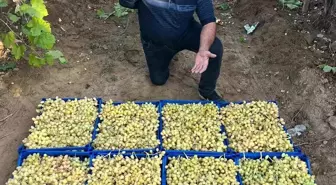 Sarıgöl'de Yaz Meyvesi Sultani Üzüm Hasadı Devam Ediyor
