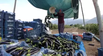 Erzincan'da Toplu Sera Projesi ile 700 Kişiye İstihdam